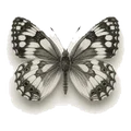 A butterfly specimen