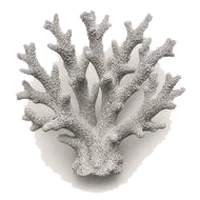 A branch of coral