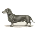 An engraving of a dachshund