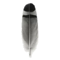 A single feather