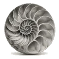 A nautilus shell in cross-section