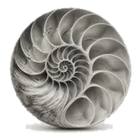 A nautilus shell in cross-section