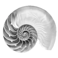 A nautilus shell in cross-section