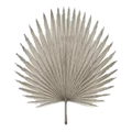 A pressed palm frond
