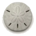 A sand dollar