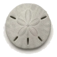 A sand dollar