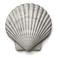 A scallop shell