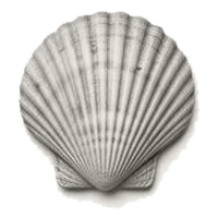 A scallop shell