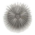 A sea urchin